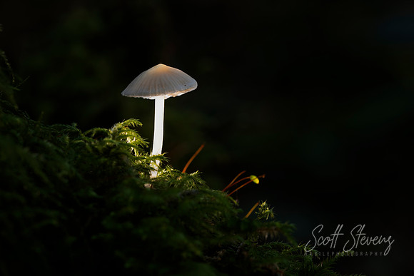 Shine a light