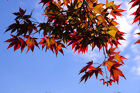 acer_leaves_sky_ch