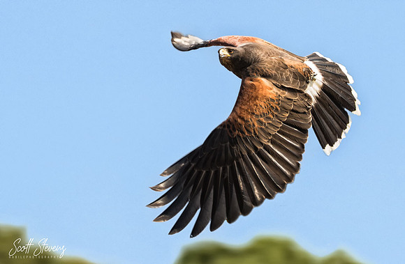 harris_hawk_turning_in_flight_HabilePhotography